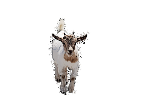 goat-small-goat-young-animals-5200223