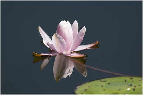 water-lily-flower-nature-pond-pink-4373151