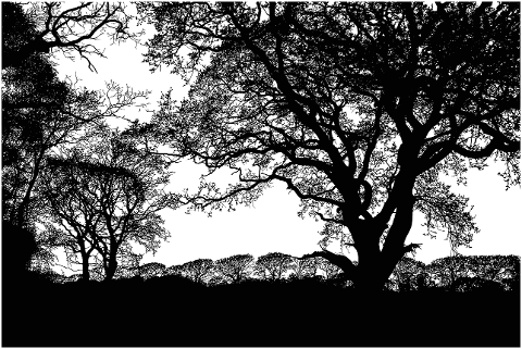 trees-forest-silhouette-landscape-8000923