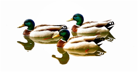 ducks-birds-waterfowl-lake-5159782