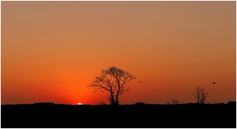 sunset-nature-landscape-tree-sky-4762824