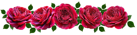 flowers-red-roses-romantic-banner-4582844