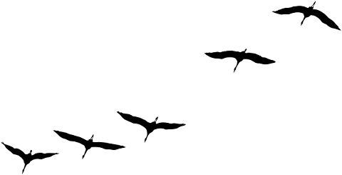 crane-bird-flying-flock-of-birds-4567923