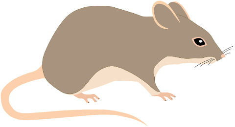 mouse-rat-rodent-animal-pest-tail-5117776