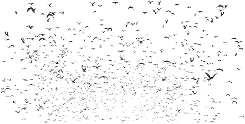 sky-doves-silhouette-dove-birds-4023006