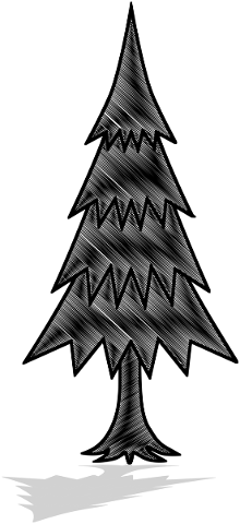pine-tree-silhouette-evergreen-tree-4900799