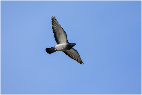animal-sky-bird-wild-birds-dove-4935045