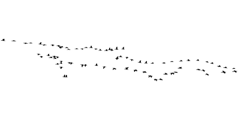 birds-silhouette-animals-flying-5081313