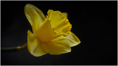 narcissus-nature-flower-spring-4980774