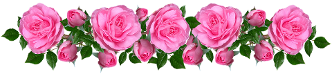 flowers-roses-pink-fragrant-banner-4604777