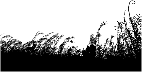 vegetation-grass-silhouette-wheat-5164325