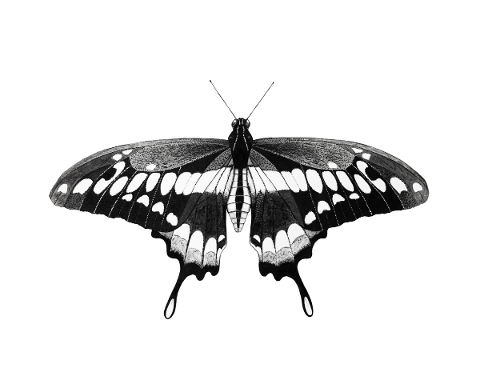 black-and-white-wings-black-on-4779724