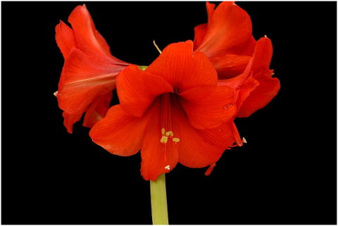 amaryllis-flower-bloom-christmas-4707913