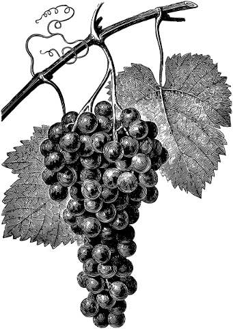 grapes-fruit-line-art-food-plant-5202481