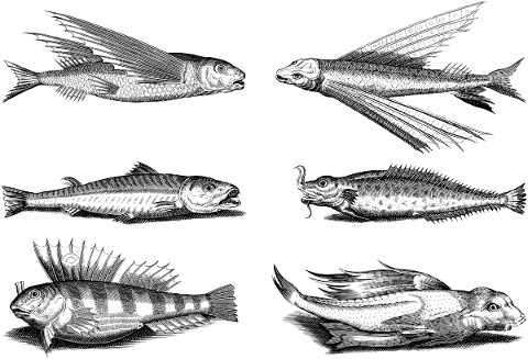 fish-animals-line-art-scales-fins-5782971