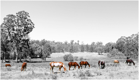 horses-art-animals-herd-grazing-5053325