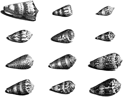 sea-shells-shells-vintage-line-art-5391919