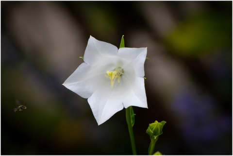 blossom-bloom-white-flower-plant-4376846