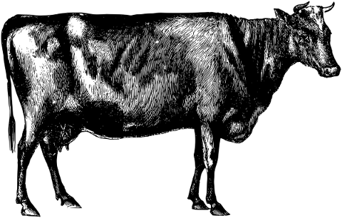 cow-animal-line-art-bovine-bull-5198259