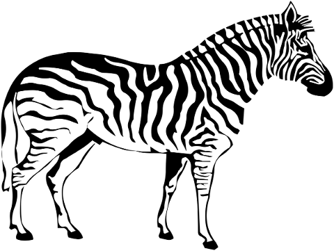 zebra-wild-safari-nature-wildlife-4942777