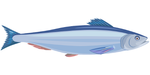fish-herring-marine-cutout-drawing-6628301