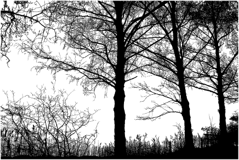 forest-trees-silhouette-tree-4074518