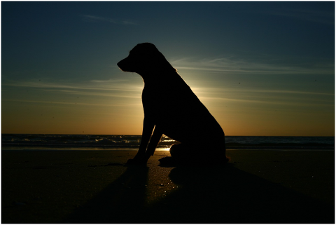 silhouette-dog-sunset-sunrise-4946011