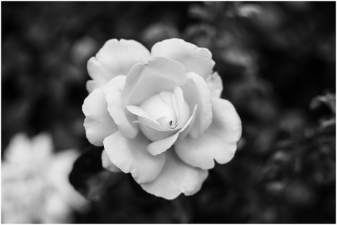flower-petals-rose-plant-bloom-5480678
