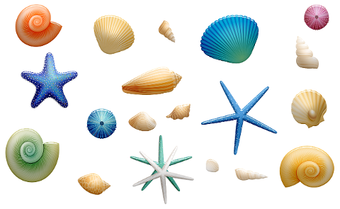 sea-shells-starfish-shells-beach-4217982