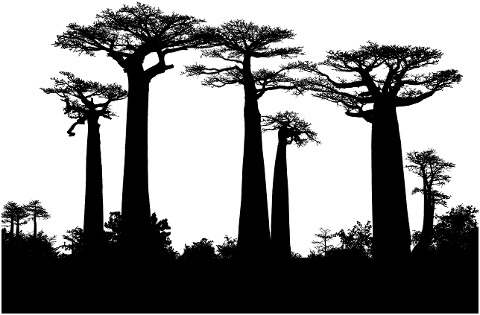 forest-trees-silhouette-baobab-4592699