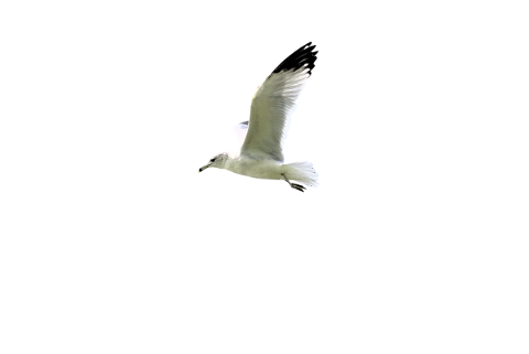 seagull-bird-seabird-transparency-4993280