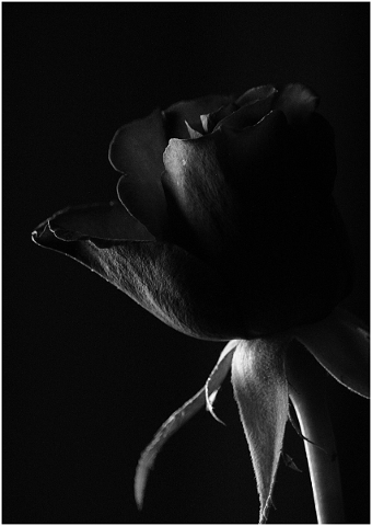 rose-bw-flower-love-flowers-black-5217746