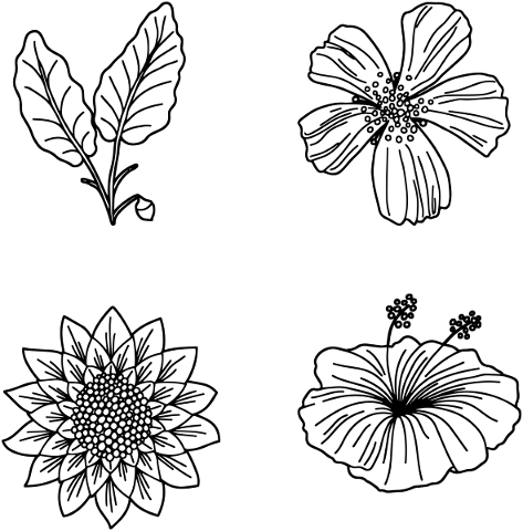 botanical-line-art-flowers-leaf-4906375