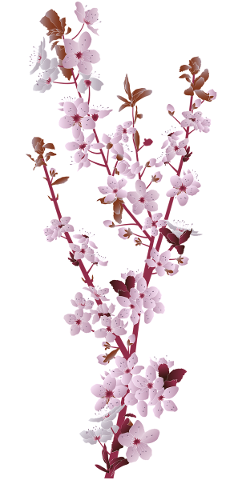 cherry-blossom-cherry-tree-sakura-5439588
