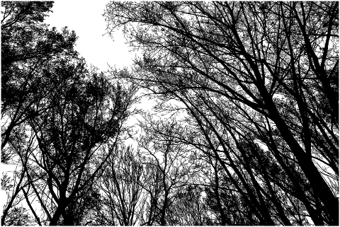 forest-trees-canopy-silhouette-sky-6785143