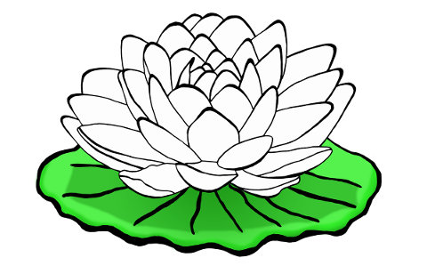 waterlily-waterlilies-lotus-white-5155111
