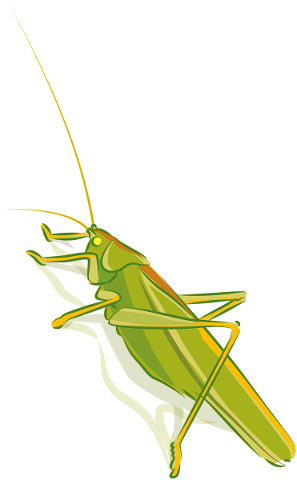 grasshopper-insect-animal-green-5796561