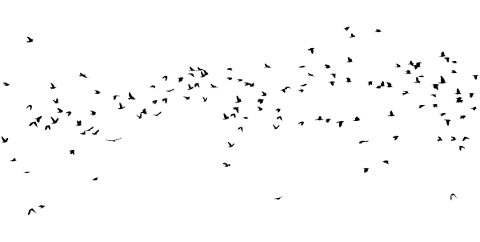 birds-silhouette-animals-flying-4806876