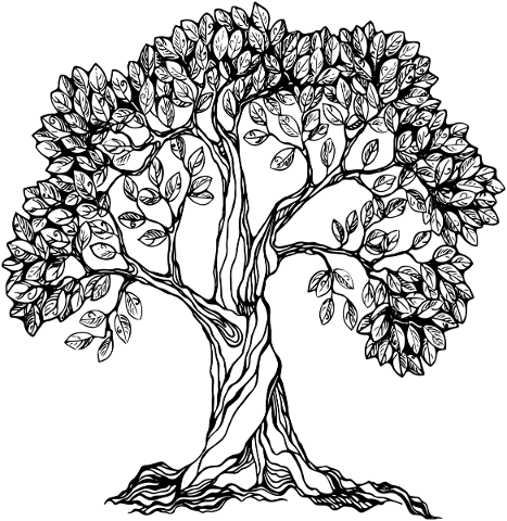 tree-tree-of-life-frame-spiritual-5334823