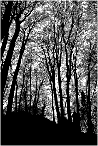 forest-trees-silhouette-branches-5164320