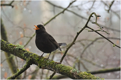 blackbird-bird-branch-perched-6065575