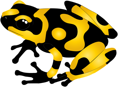 frog-poison-amphibian-exotic-5429414