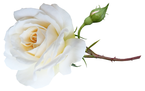 flower-white-rose-stem-bud-5032296