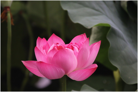 lotus-flower-plant-water-lily-6064450
