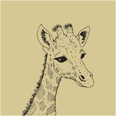 wildlife-giraffe-nature-animal-9681144