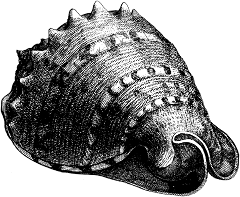 conch-shell-line-art-animal-5319158