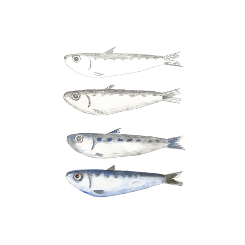 sardine-fish-pencil-drawing-birth-5129230