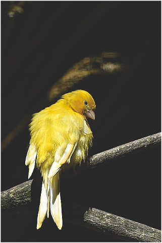 canary-songbird-bird-bill-animal-4296994