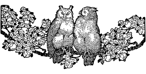 owl-bird-line-art-couple-romance-5138694