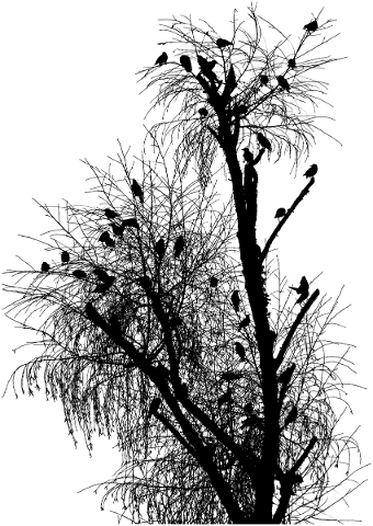 tree-landscape-silhouette-birds-5202539